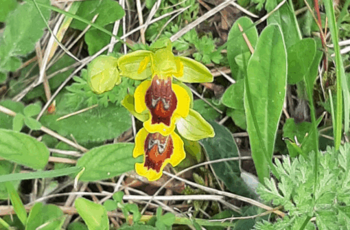Sortie Orchidées sauvages et Faune et Flore de Coulounieix-Chamiers