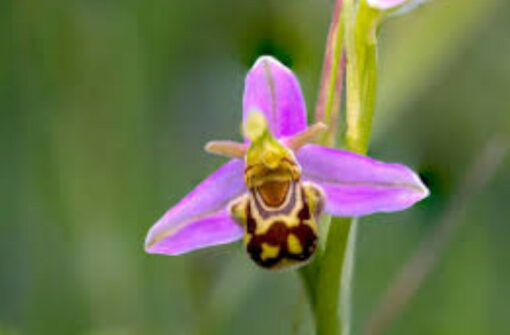 Voix sauvage n°1, Ophrys abeille