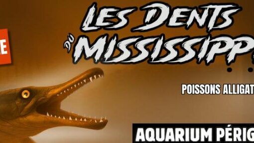 Les Dents du Mississippi dans l’Aquarium Périgord Noir