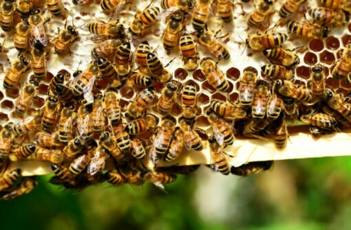 Innovation pour sauver les abeilles et neutraliser le frelon asiatique à l’entrée de la ruche
